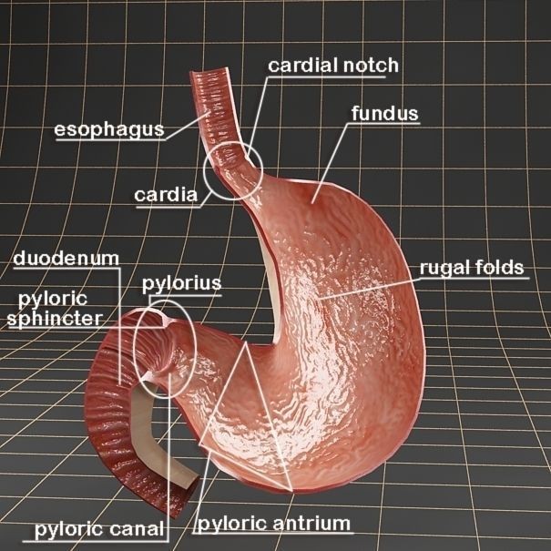 Stomach Anatomy 3D Model – Detailed Cross Section, FBX & OBJ Formats