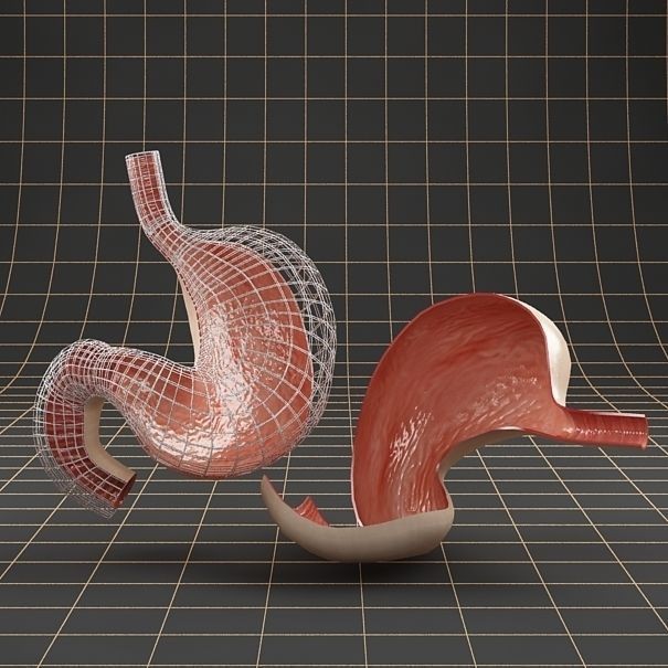 Stomach Anatomy 3D Model – Detailed Cross Section, FBX & OBJ Formats - View 10