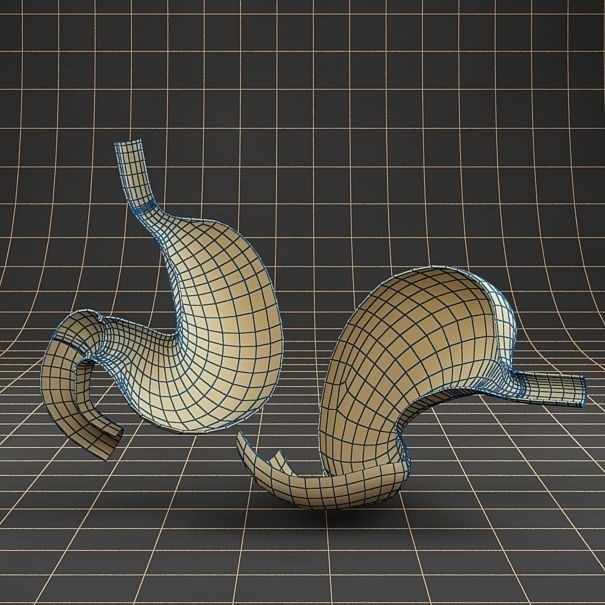 Stomach Anatomy 3D Model – Detailed Cross Section, FBX & OBJ Formats - View 11