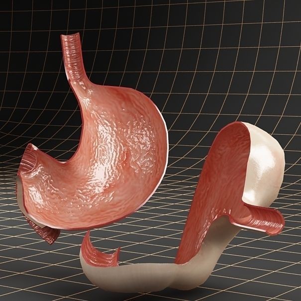 Stomach Anatomy 3D Model – Detailed Cross Section, FBX & OBJ Formats - View 3