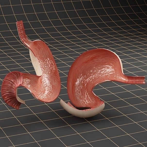 Stomach Anatomy 3D Model – Detailed Cross Section, FBX & OBJ Formats - View 4