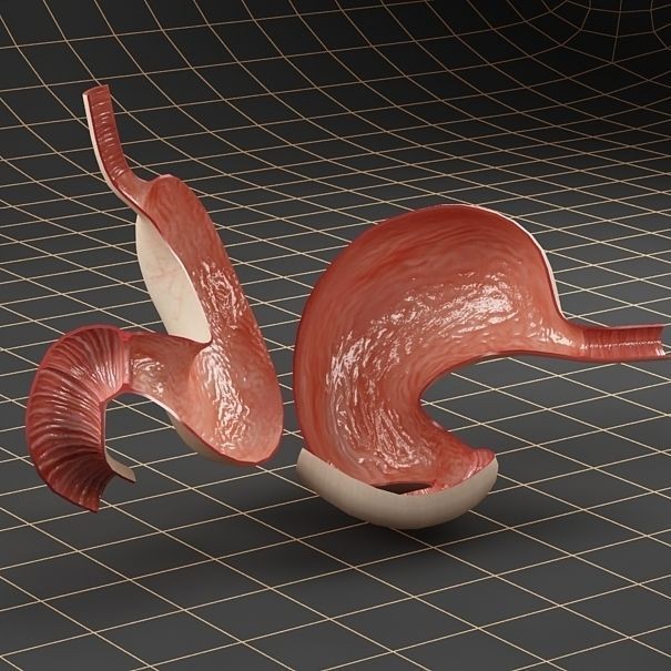 Stomach Anatomy 3D Model – Detailed Cross Section, FBX & OBJ Formats - View 5