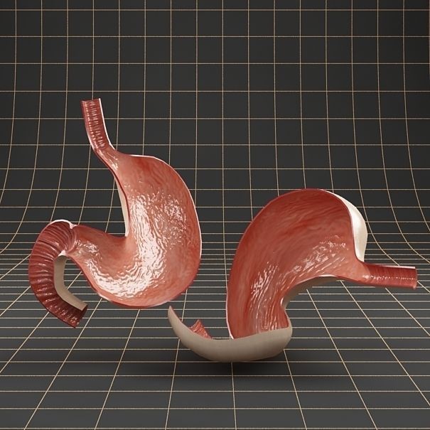 Stomach Anatomy 3D Model – Detailed Cross Section, FBX & OBJ Formats - View 6