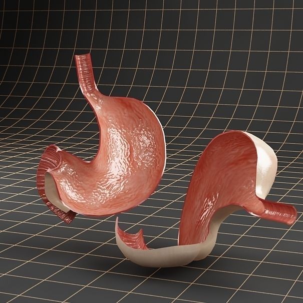 Stomach Anatomy 3D Model – Detailed Cross Section, FBX & OBJ Formats - View 7