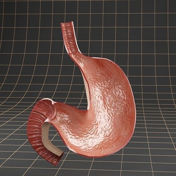 Stomach Anatomy 3D Model – Detailed Cross Section, FBX & OBJ Formats - View 8