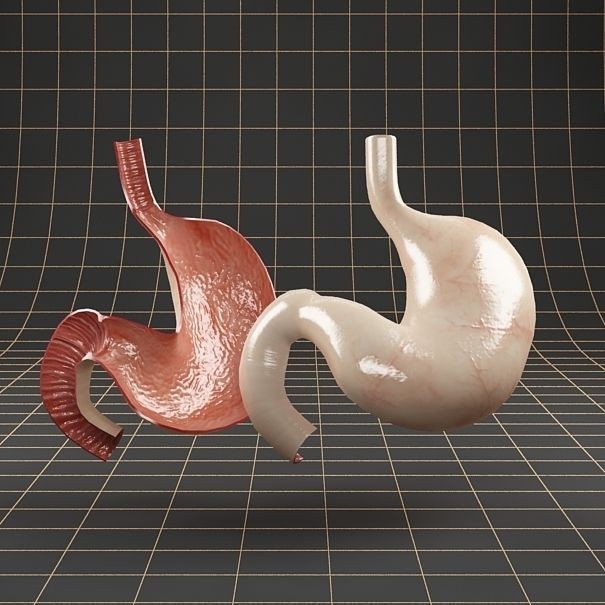 Stomach Anatomy 3D Model – Detailed Cross Section, FBX & OBJ Formats - View 9