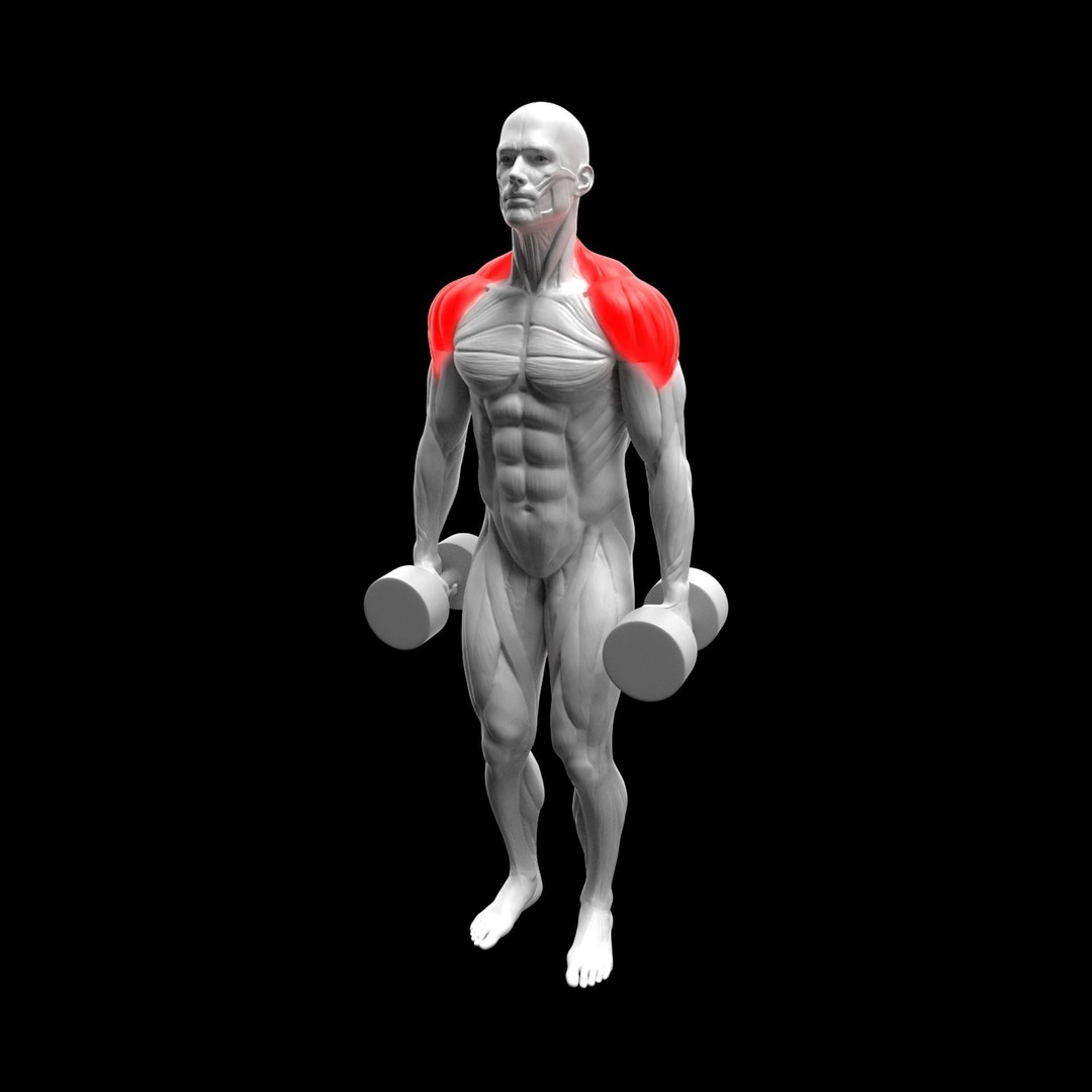 Shoulder Exercise 3D Model – Animated Rigged Character with Equipment - View 3