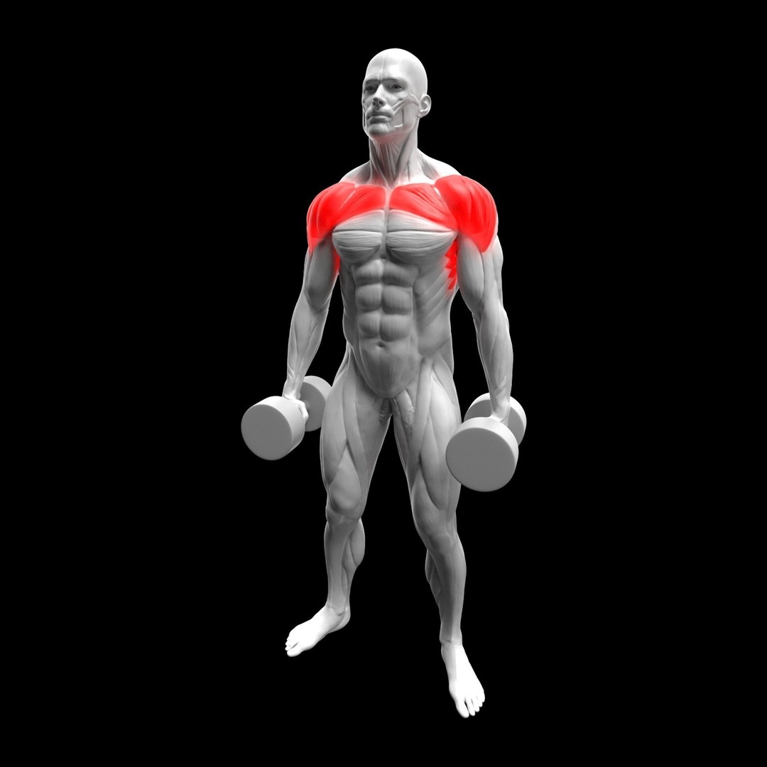 Shoulder Exercise 3D Model – Animated Rigged Character with Equipment - View 9