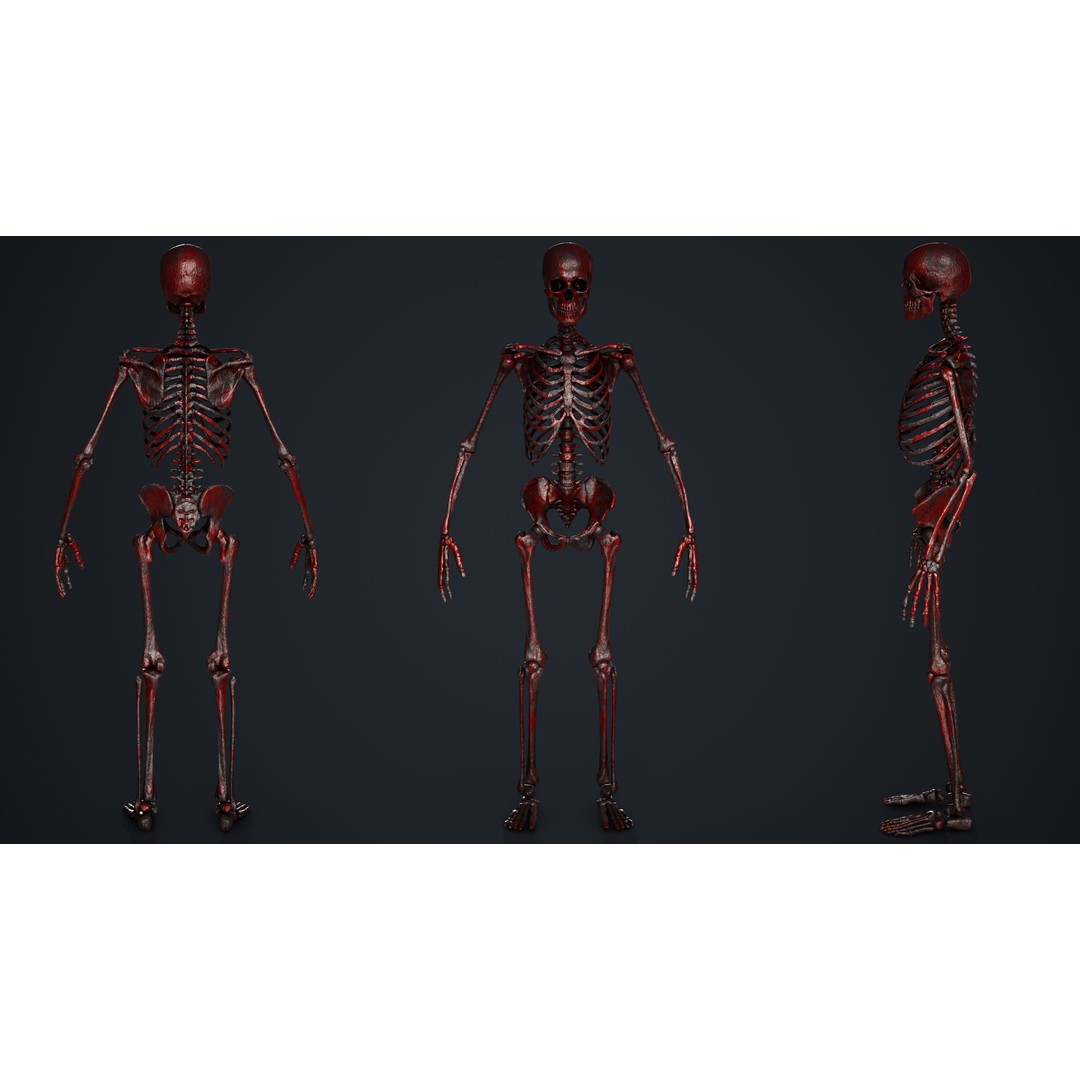 Skeleton 3D Model – Low Poly Game Asset, FBX & Blender Formats - View 10