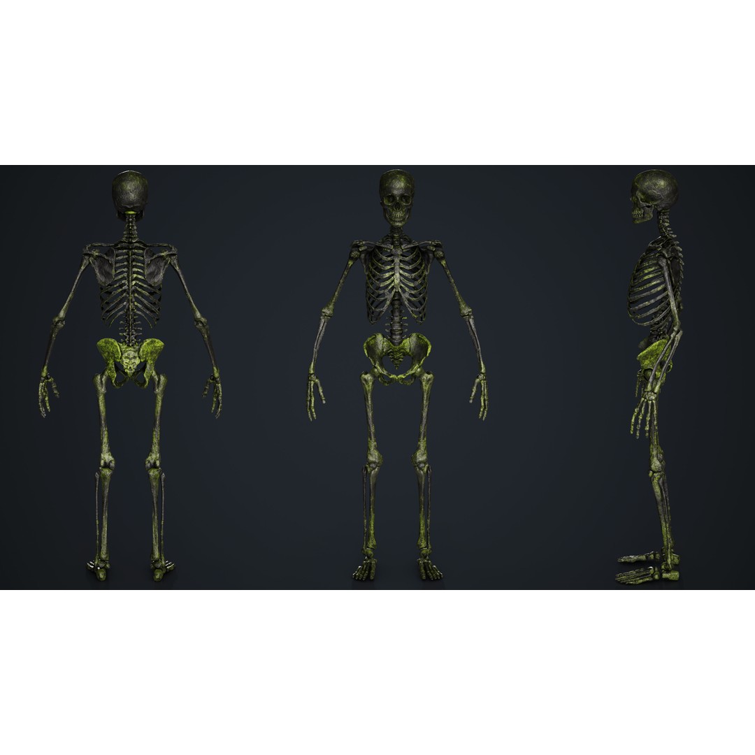 Skeleton 3D Model – Low Poly Game Asset, FBX & Blender Formats - View 11