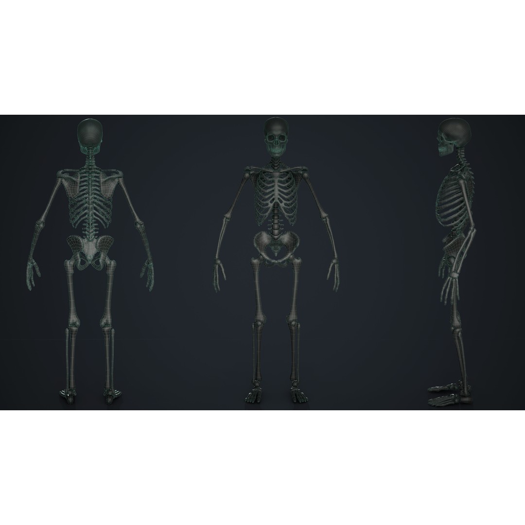 Skeleton 3D Model – Low Poly Game Asset, FBX & Blender Formats - View 12