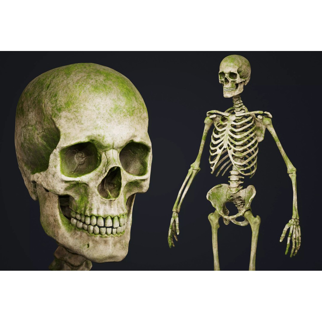 Skeleton 3D Model – Low Poly Game Asset, FBX & Blender Formats - View 2
