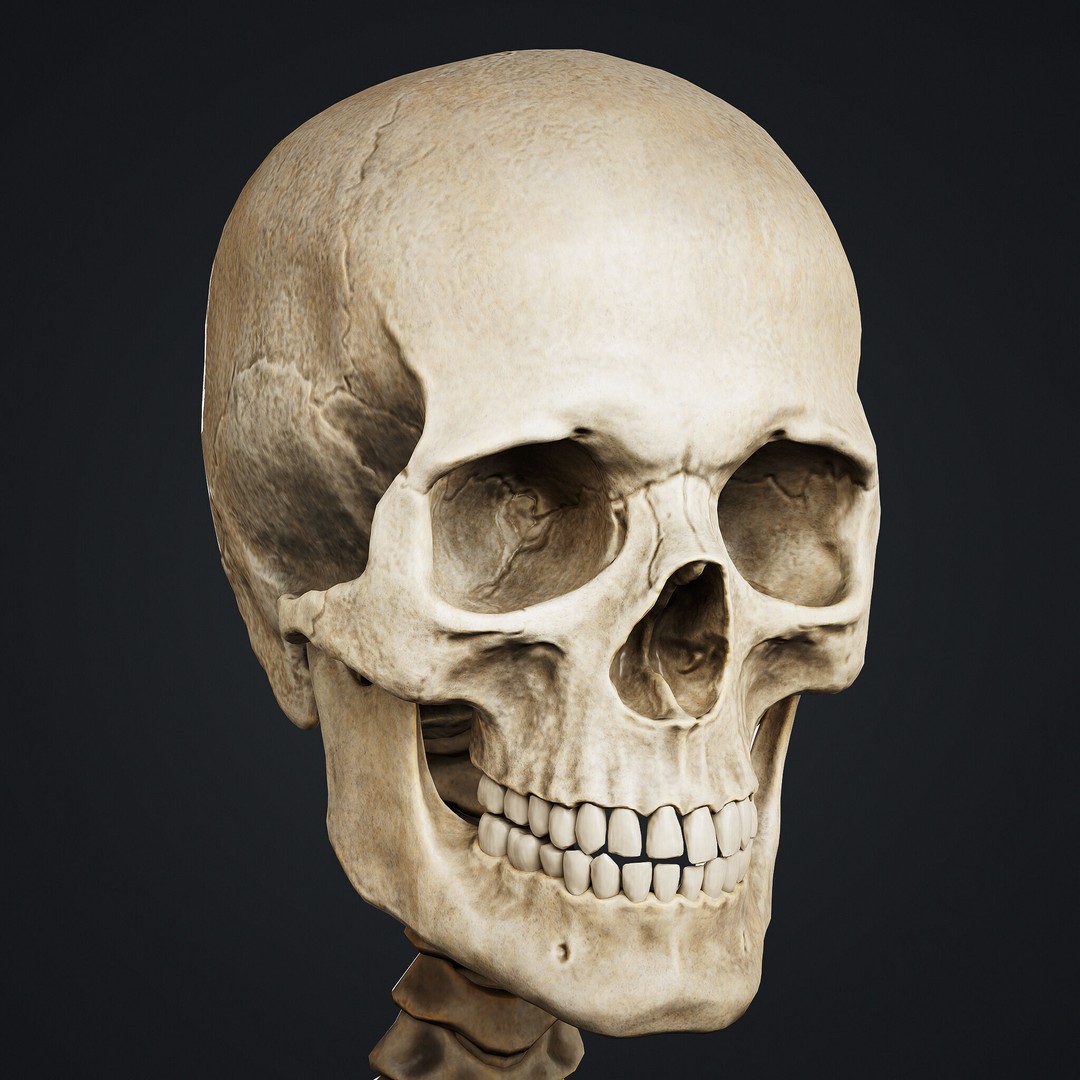 Skeleton 3D Model – Low Poly Game Asset, FBX & Blender Formats - View 3