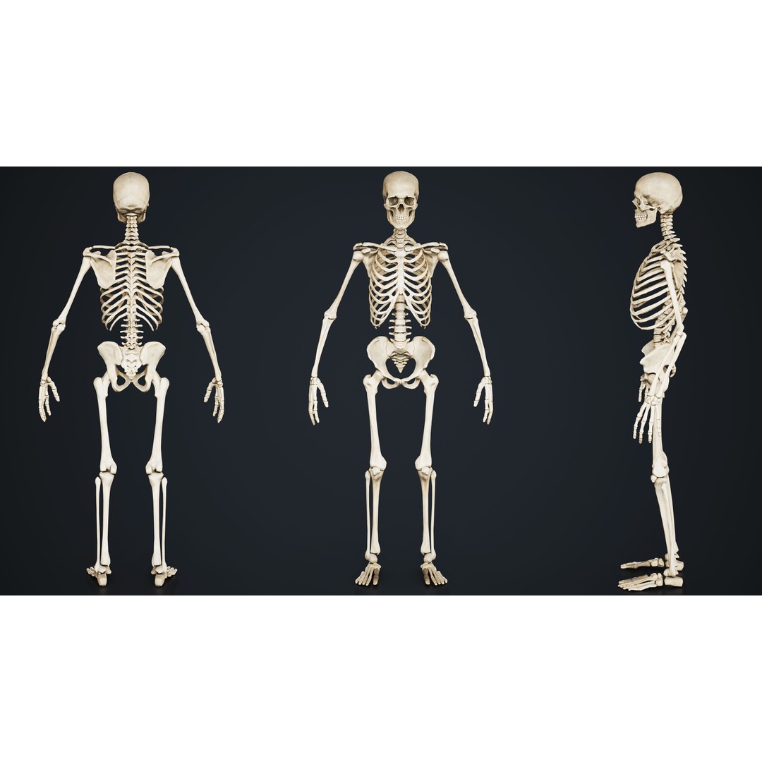 Skeleton 3D Model – Low Poly Game Asset, FBX & Blender Formats - View 6