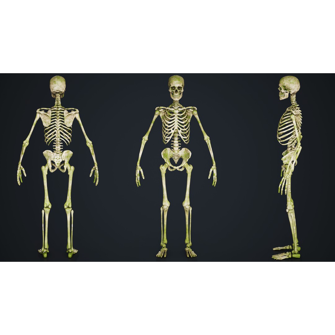 Skeleton 3D Model – Low Poly Game Asset, FBX & Blender Formats - View 7