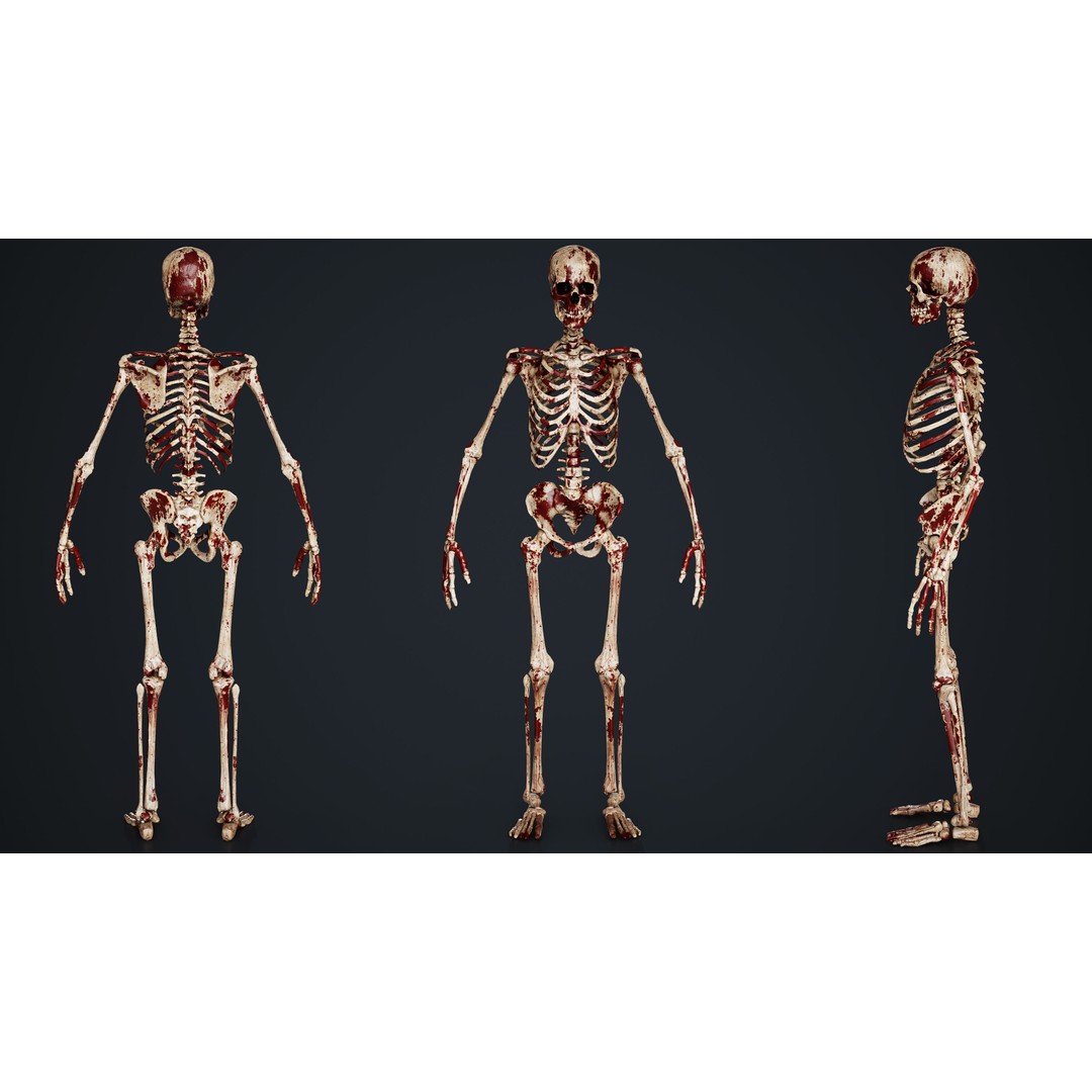Skeleton 3D Model – Low Poly Game Asset, FBX & Blender Formats - View 8