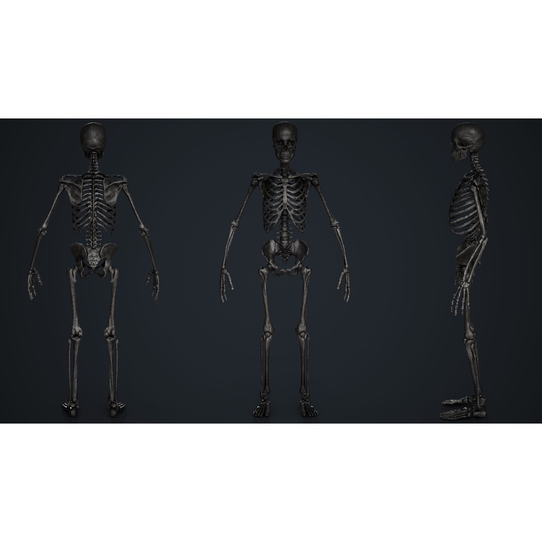 Skeleton 3D Model – Low Poly Game Asset, FBX & Blender Formats - View 9