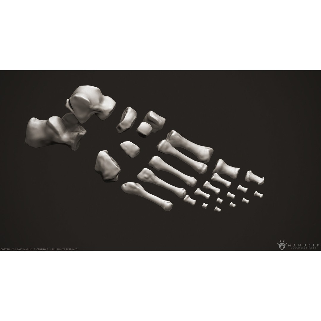 Human Leg Bones 3D Model – High Poly Anatomical Sculpture, OBJ