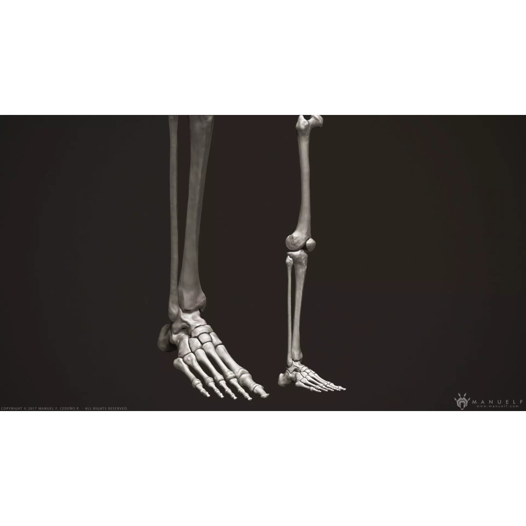 Human Leg Bones 3D Model – High Poly Anatomical Sculpture, OBJ - View 2