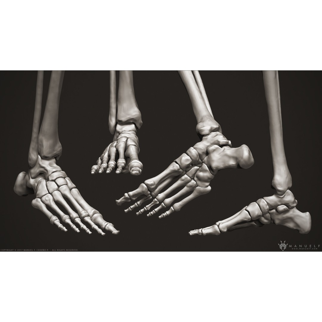 Human Leg Bones 3D Model – High Poly Anatomical Sculpture, OBJ - View 3