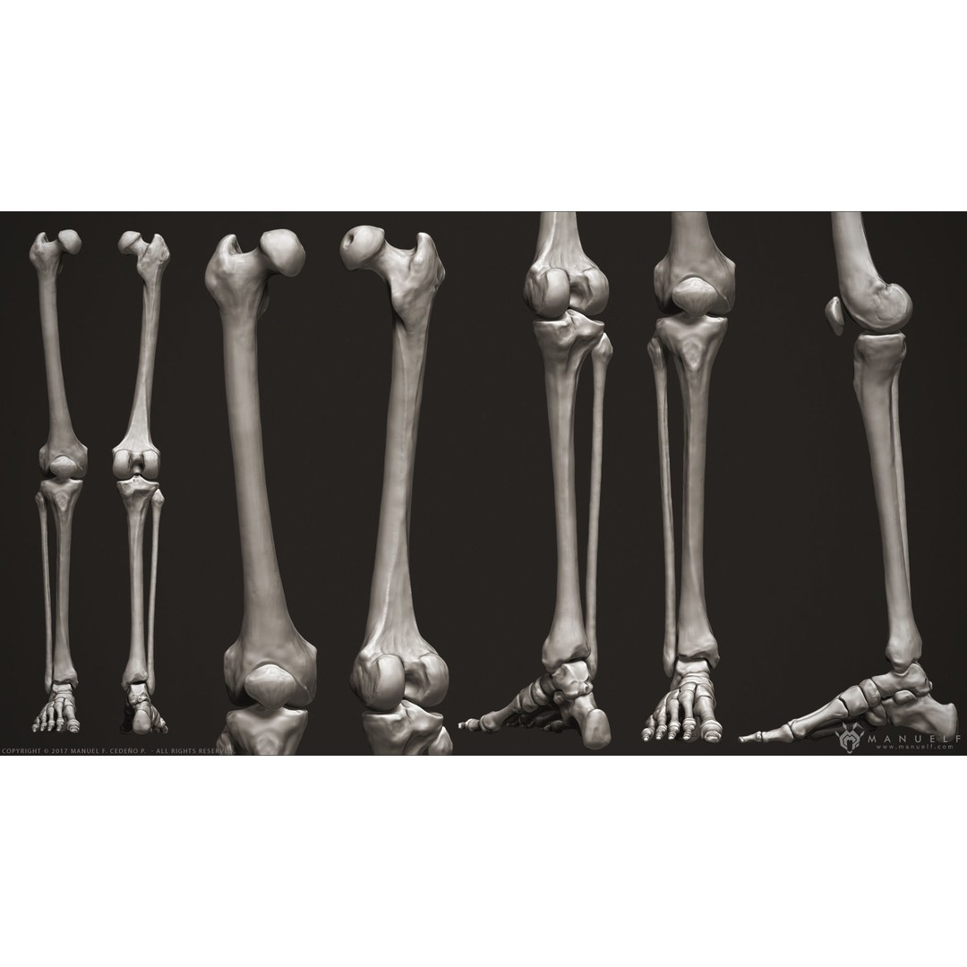 Human Leg Bones 3D Model – High Poly Anatomical Sculpture, OBJ - View 4