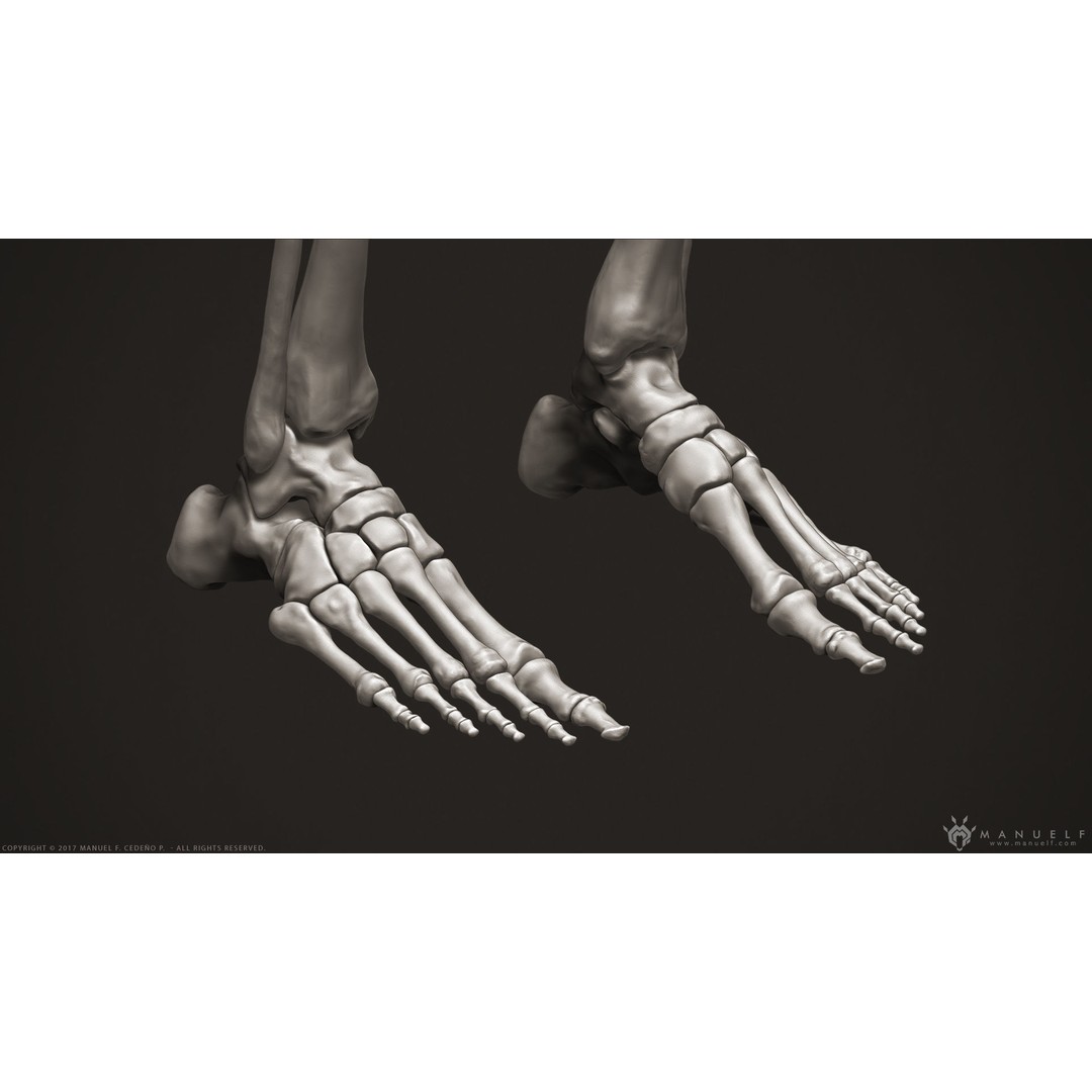 Human Leg Bones 3D Model – High Poly Anatomical Sculpture, OBJ - View 5