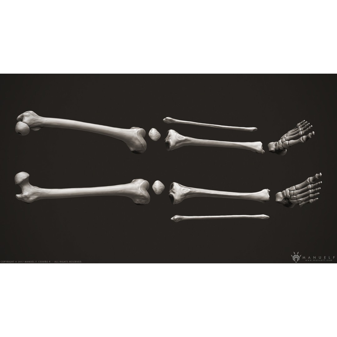 Human Leg Bones 3D Model – High Poly Anatomical Sculpture, OBJ - View 6