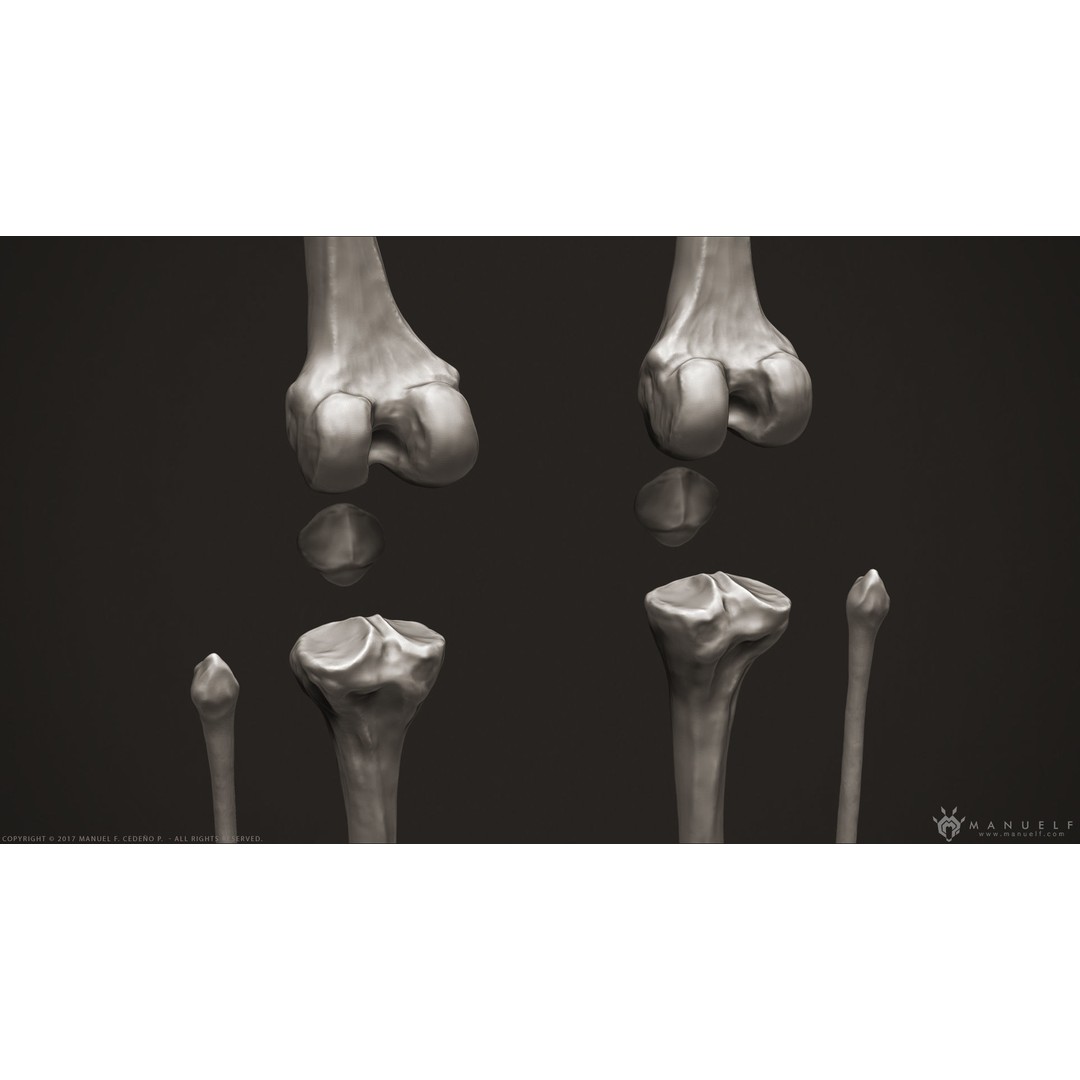 Human Leg Bones 3D Model – High Poly Anatomical Sculpture, OBJ - View 7