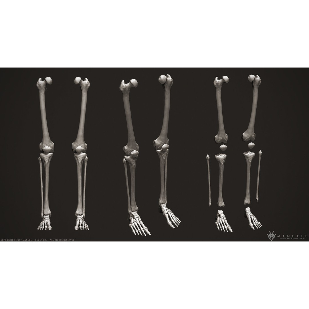 Human Leg Bones 3D Model – High Poly Anatomical Sculpture, OBJ - View 8
