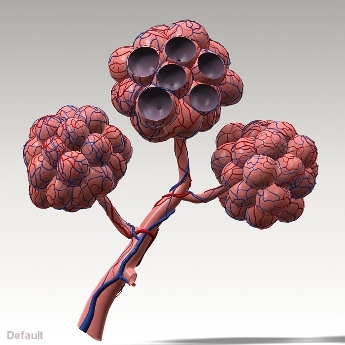 Pulmonary Alveolus 3D Model – High-Poly Anatomy Asset, FBX & OBJ - View 10