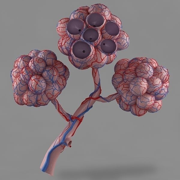 Pulmonary Alveolus 3D Model – High-Poly Anatomy Asset, FBX & OBJ - View 11
