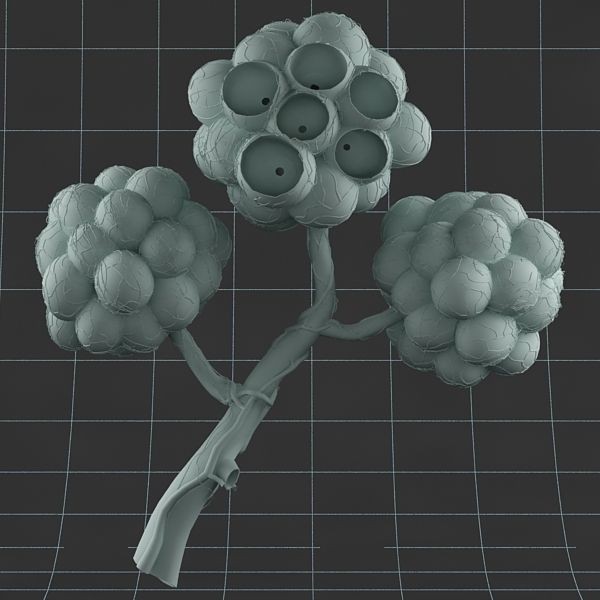 Pulmonary Alveolus 3D Model – High-Poly Anatomy Asset, FBX & OBJ - View 12