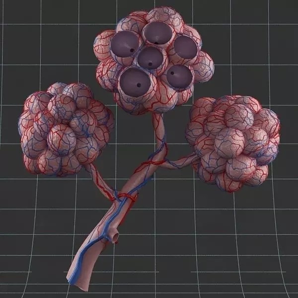Pulmonary Alveolus 3D Model – High-Poly Anatomy Asset, FBX & OBJ - View 2