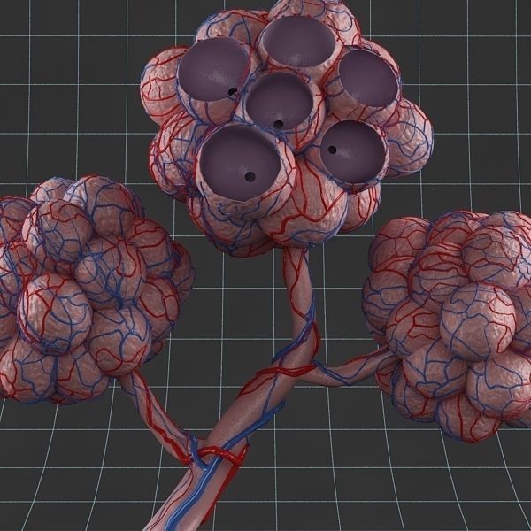 Pulmonary Alveolus 3D Model – High-Poly Anatomy Asset, FBX & OBJ - View 3