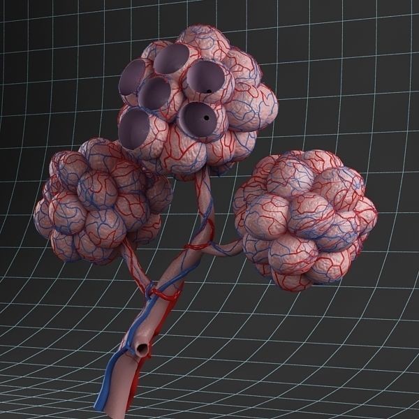 Pulmonary Alveolus 3D Model – High-Poly Anatomy Asset, FBX & OBJ - View 4