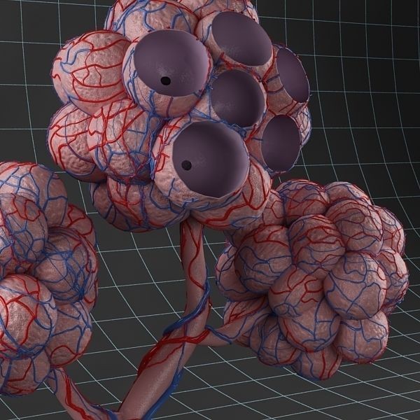 Pulmonary Alveolus 3D Model – High-Poly Anatomy Asset, FBX & OBJ - View 6