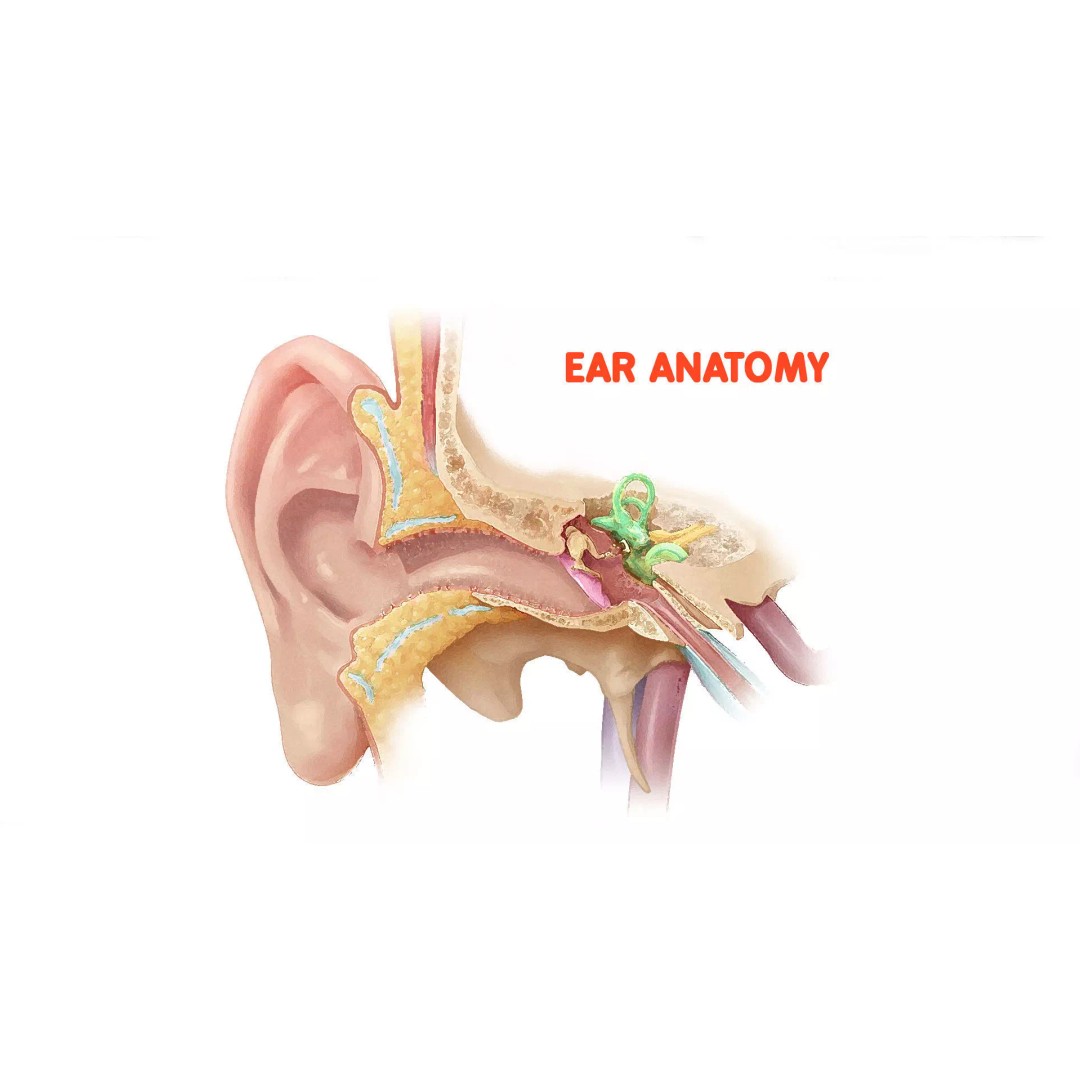 Human Ear Anatomy 3D Model – Low Poly Medical Asset, Blender, FBX - View 2