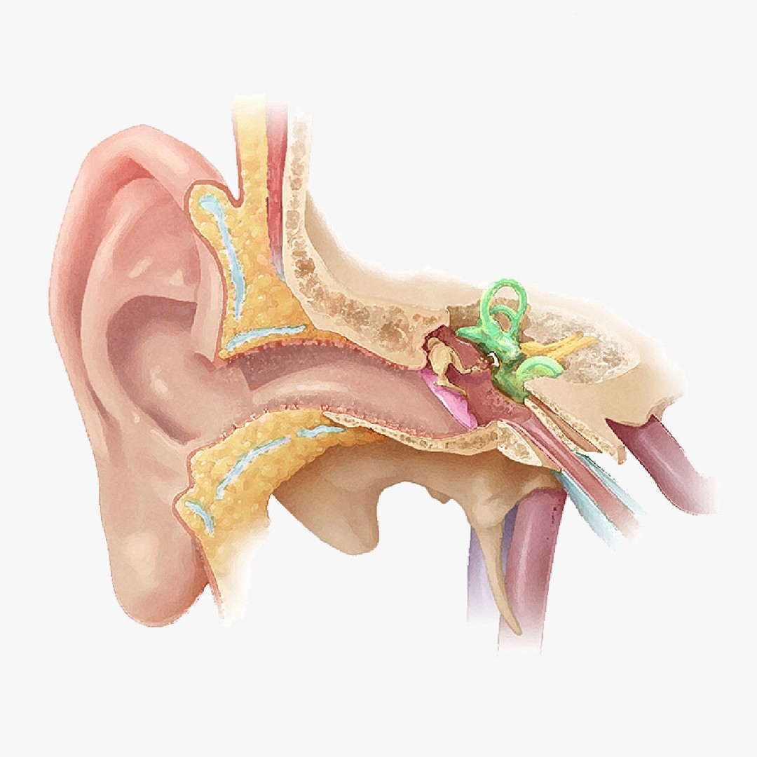 Human Ear Anatomy 3D Model – Low Poly Medical Asset, Blender, FBX - View 3