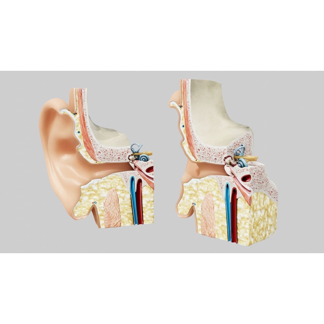 Human Ear Anatomy 3D Model – Low Poly Medical Asset, Blender, FBX - View 4