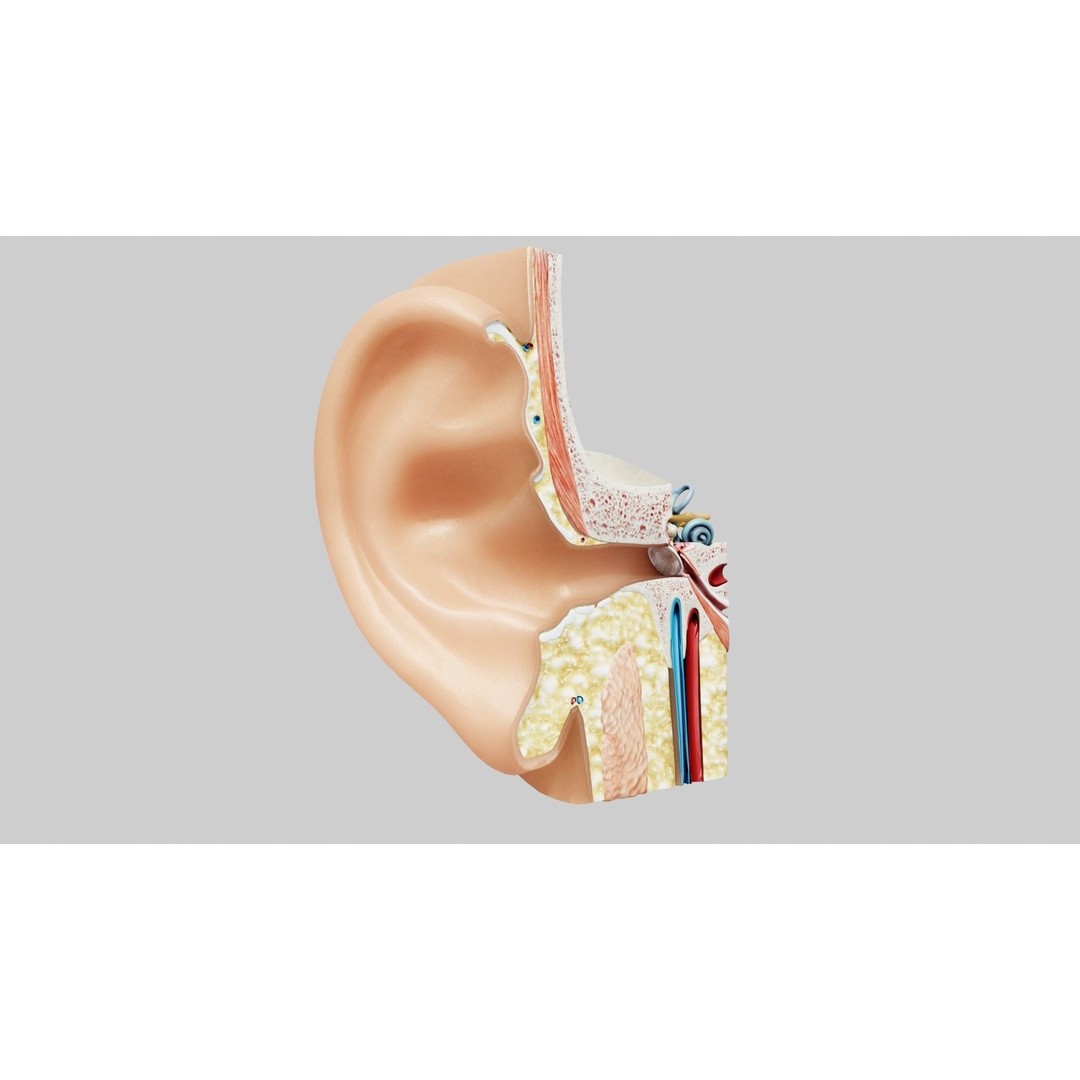 Human Ear Anatomy 3D Model – Low Poly Medical Asset, Blender, FBX - View 5