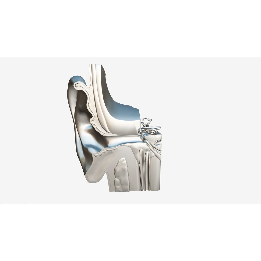 Human Ear Anatomy 3D Model – Low Poly Medical Asset, Blender, FBX - View 8