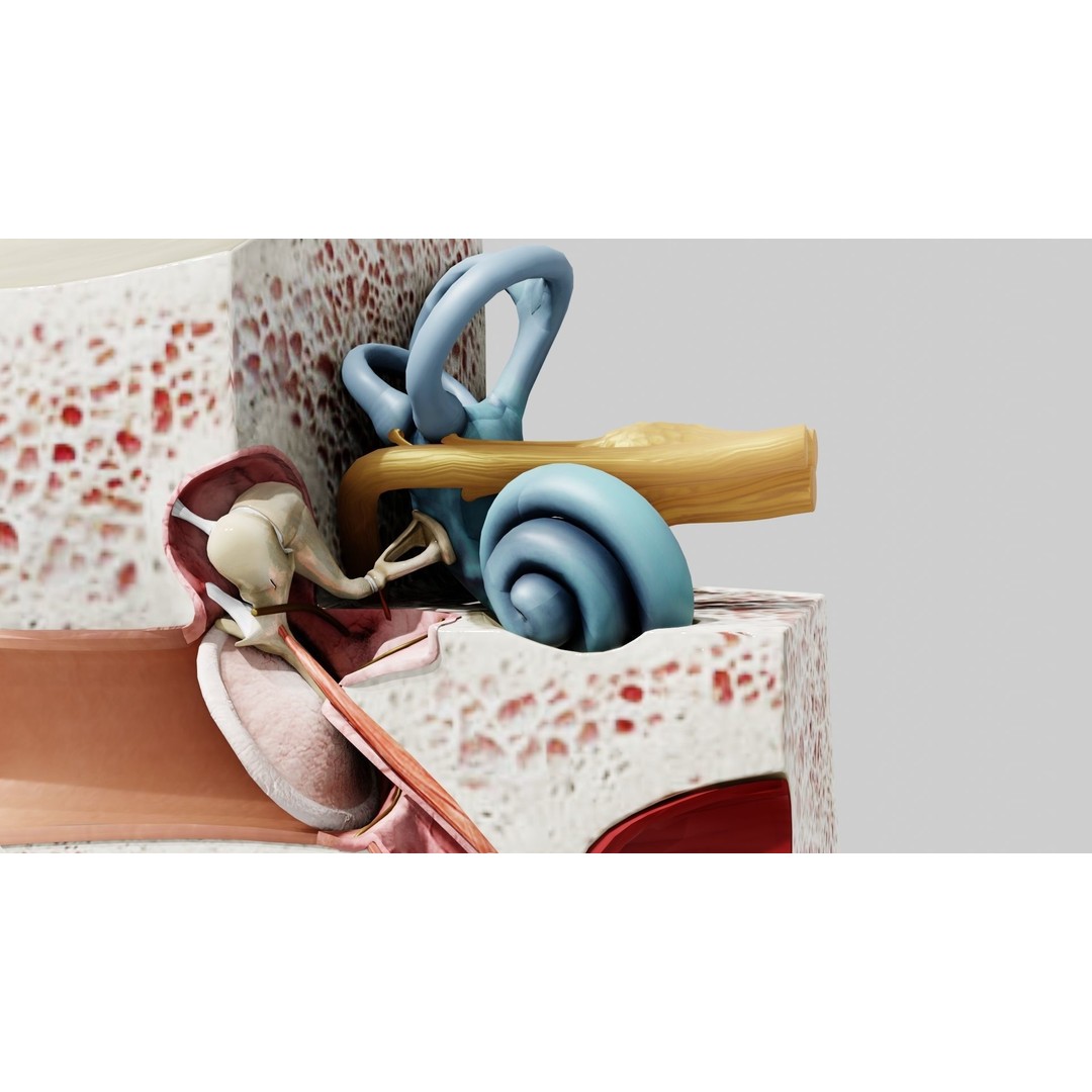 Human Ear Anatomy 3D Model – Low Poly Medical Asset, Blender, FBX - View 9