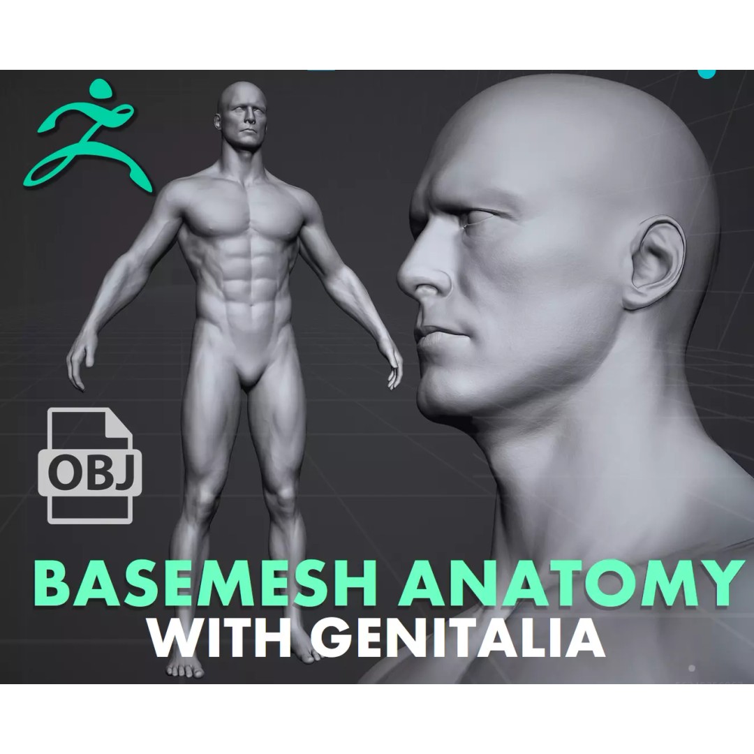 Male Anatomy Basemesh 3D Model – Low Poly Game Asset, OBJ & ZTL