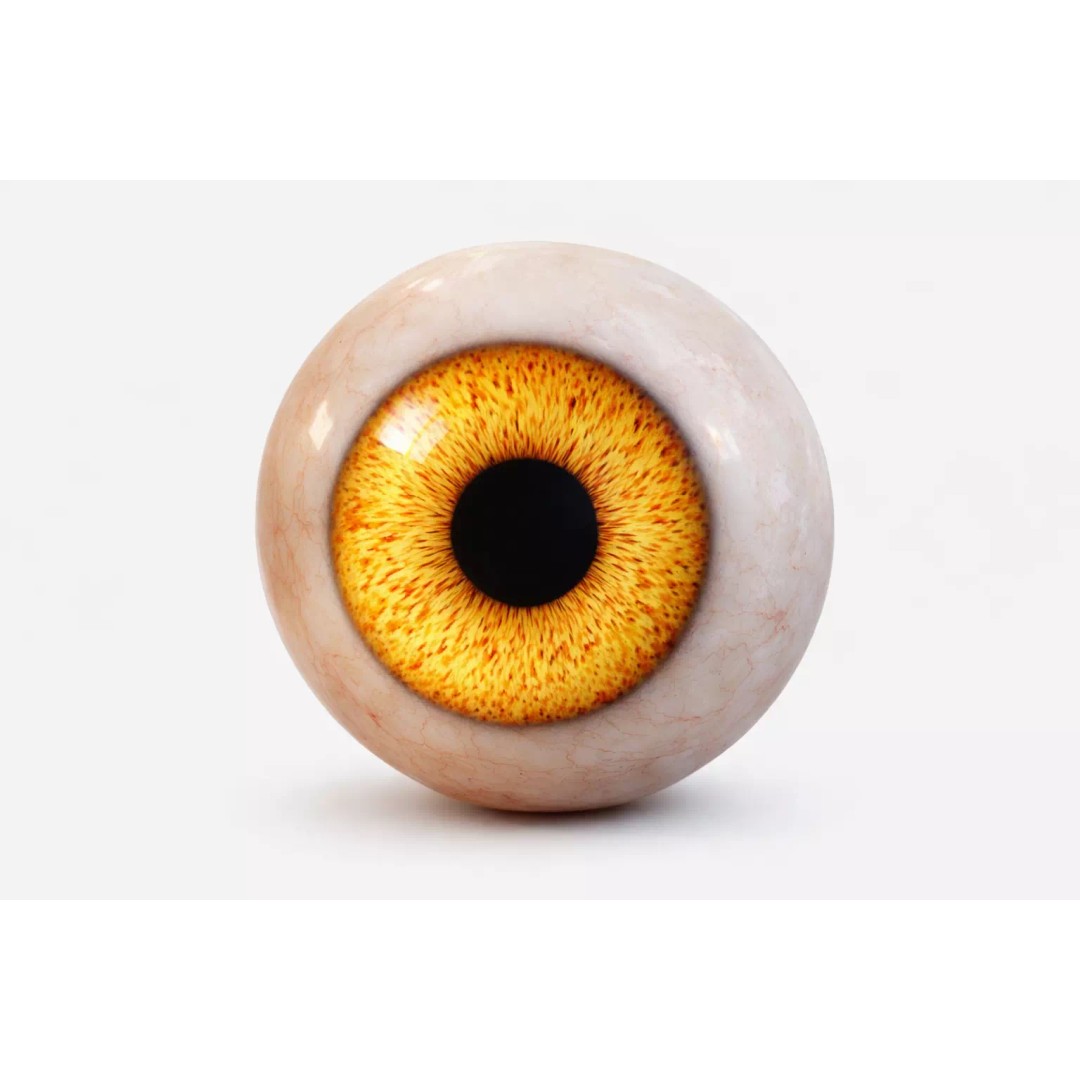 Human Eye 3D Model – Procedural Amber Shader, Game-Ready - View 2