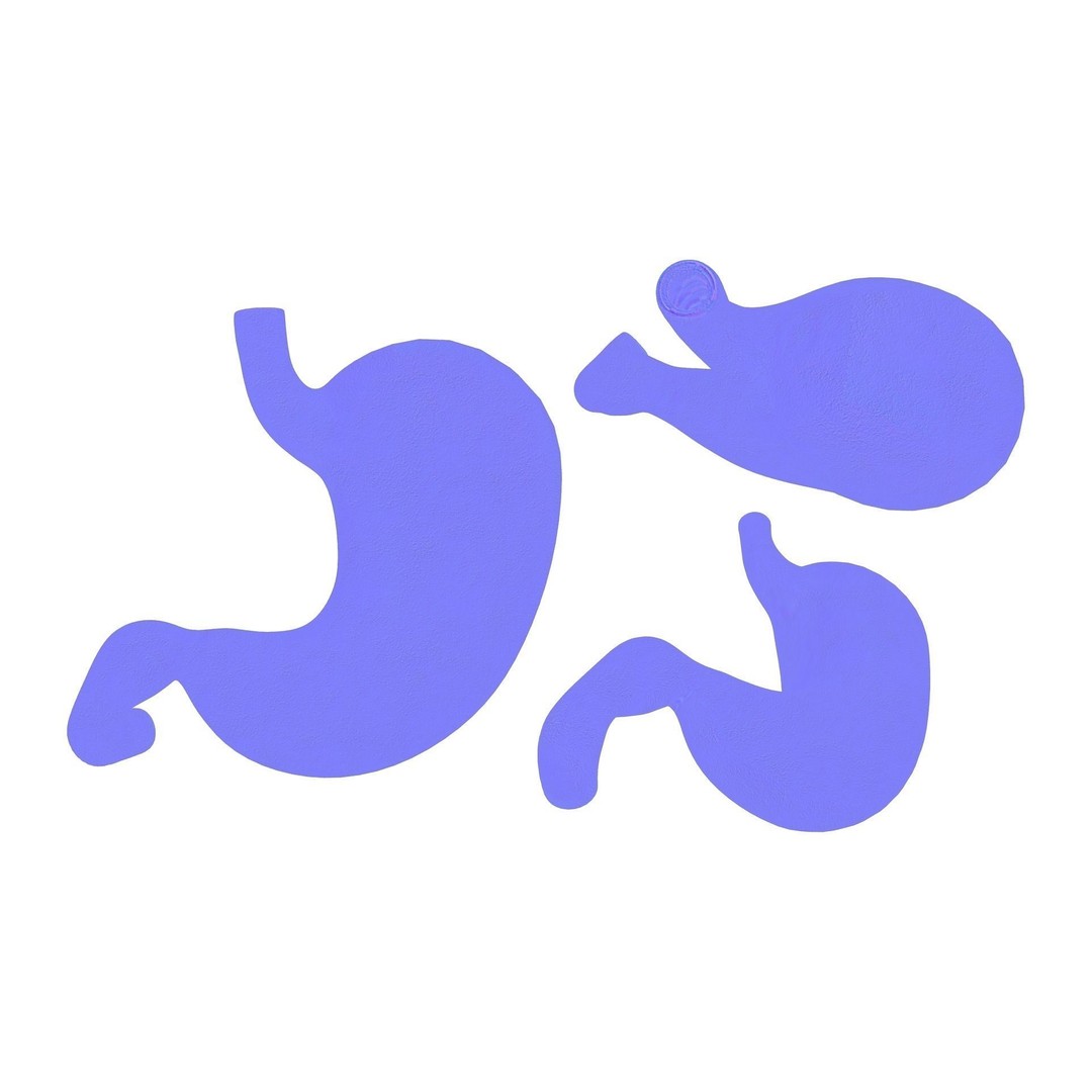 Stomach 3D Model – Detailed Human Anatomy Asset, FBX, PBR - View 10