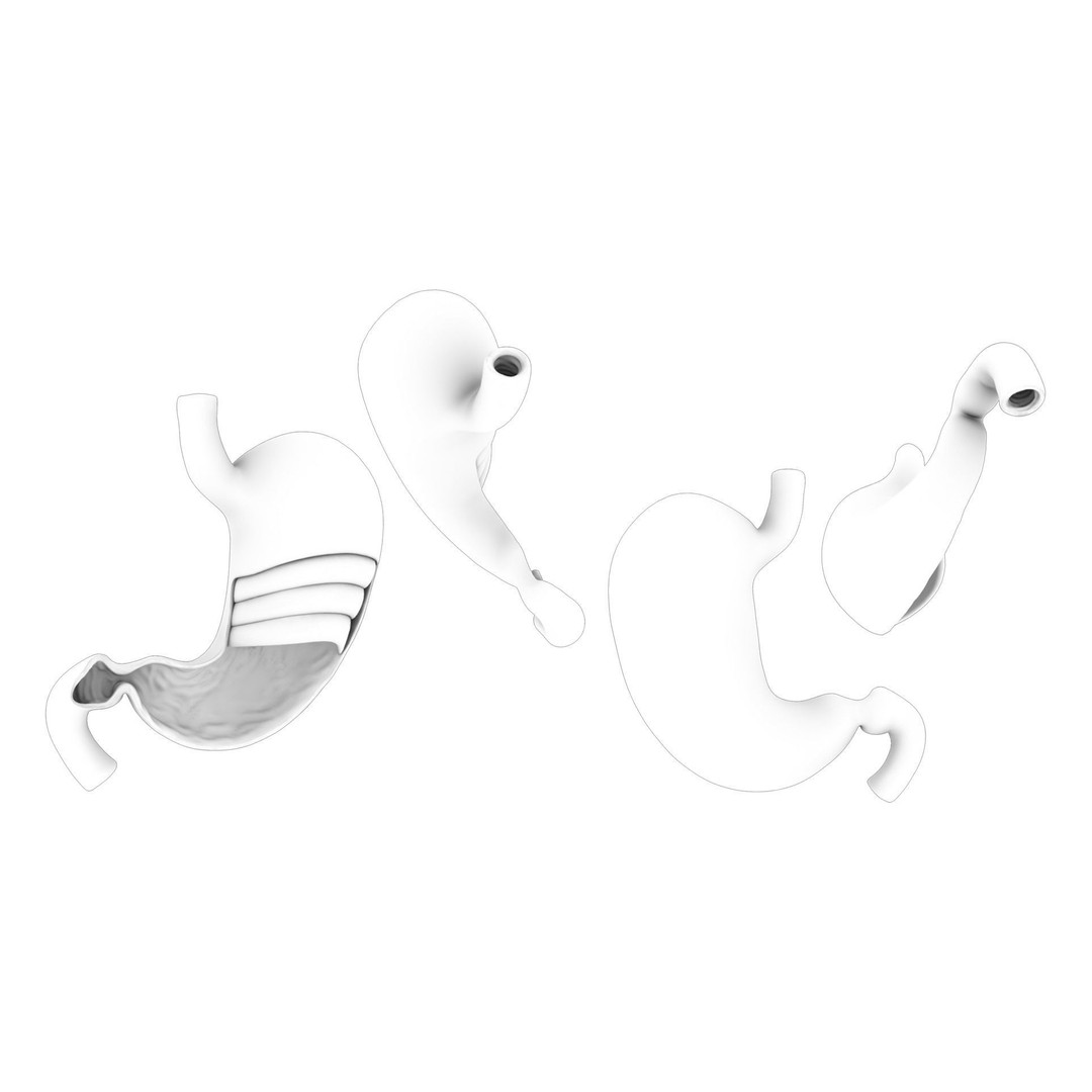 Stomach 3D Model – Detailed Human Anatomy Asset, FBX, PBR - View 13