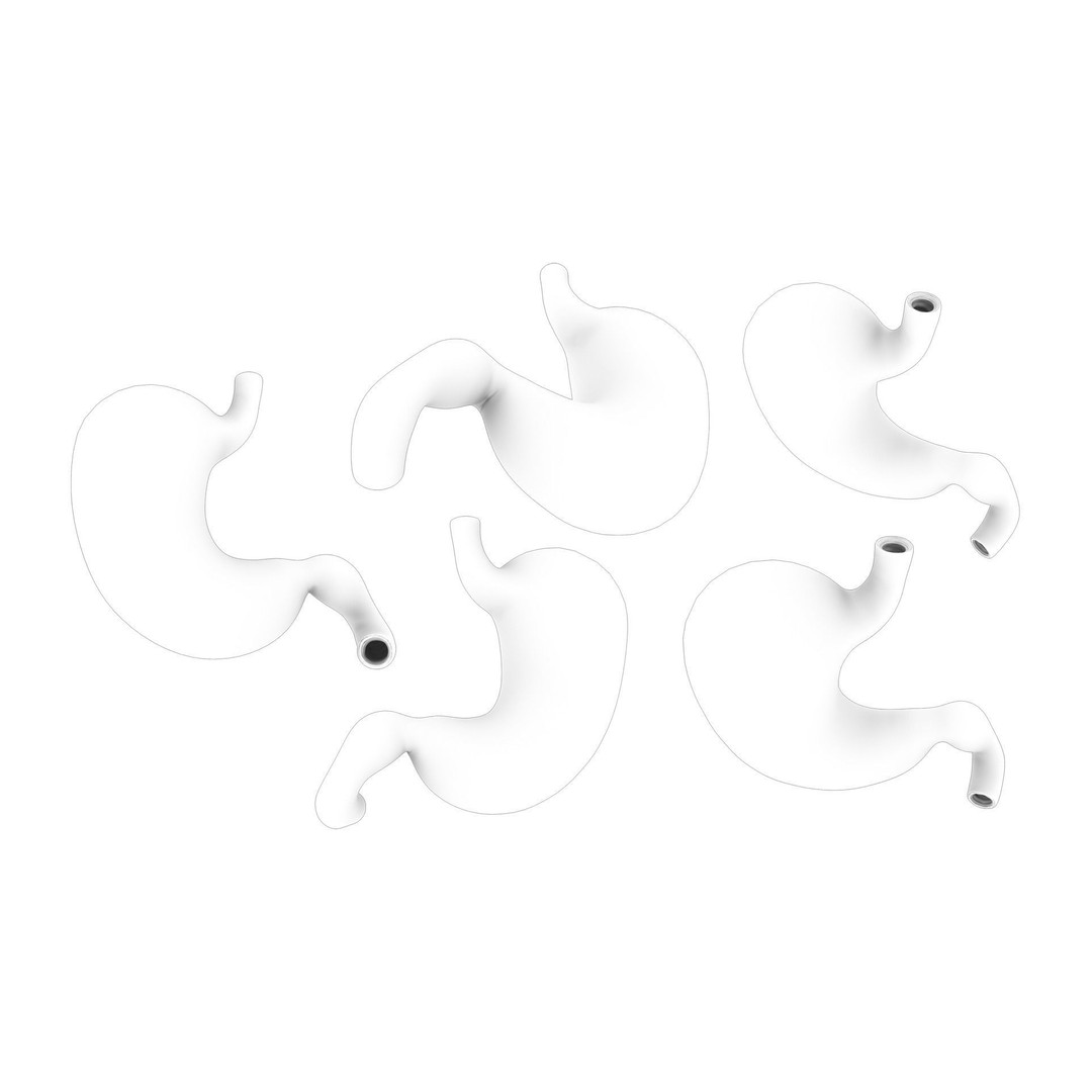 Stomach 3D Model – Detailed Human Anatomy Asset, FBX, PBR - View 14