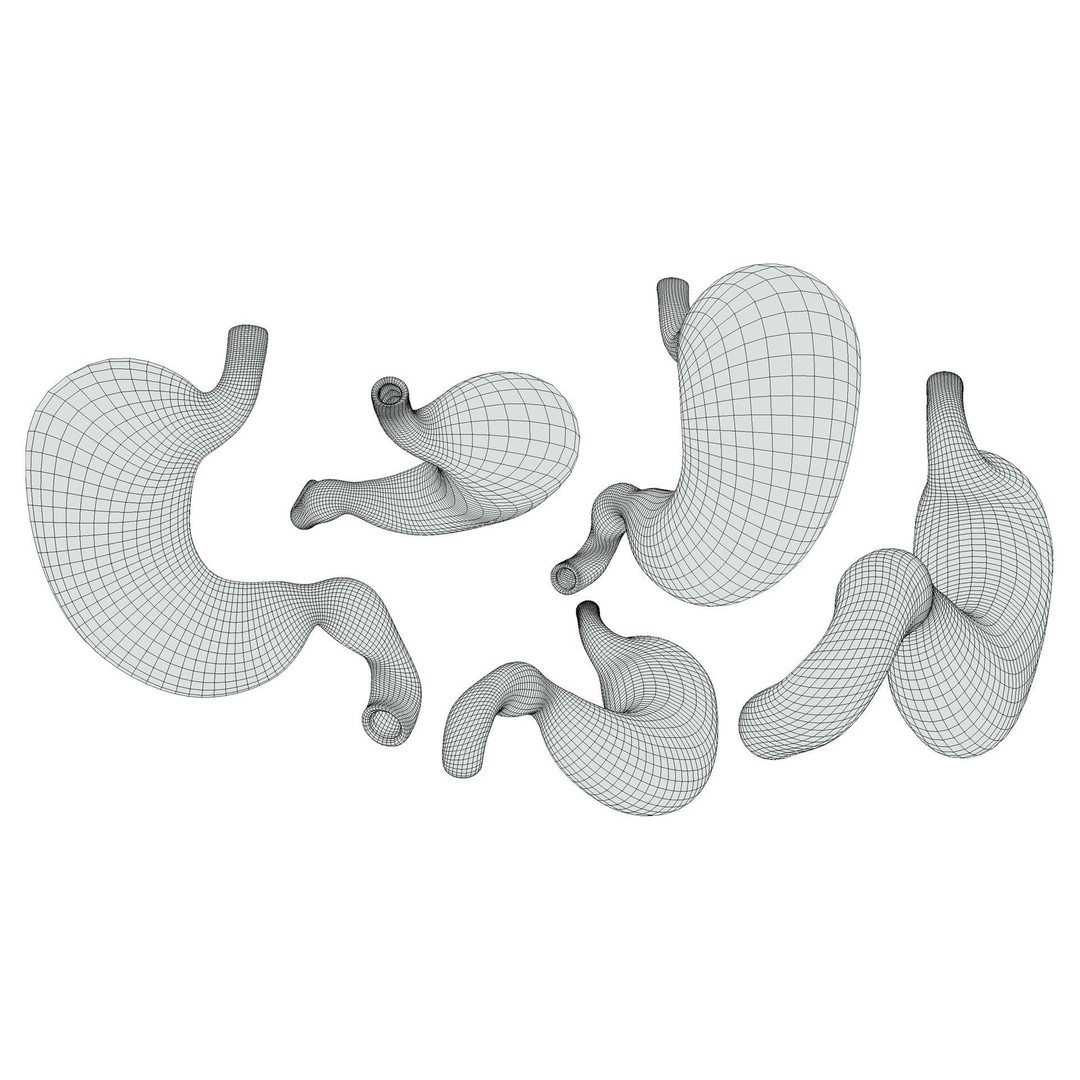 Stomach 3D Model – Detailed Human Anatomy Asset, FBX, PBR - View 15