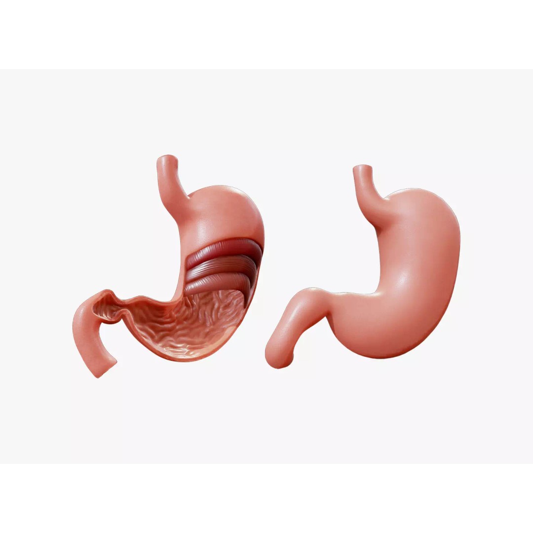 Stomach 3D Model – Detailed Human Anatomy Asset, FBX, PBR - View 2