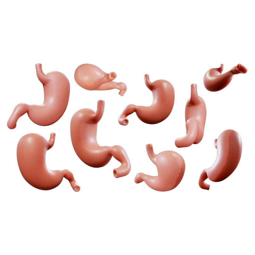 Stomach 3D Model – Detailed Human Anatomy Asset, FBX, PBR - View 4